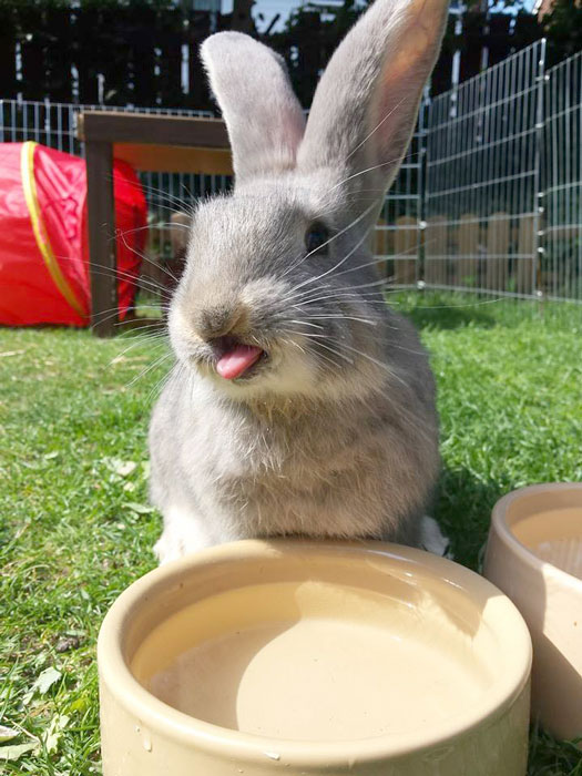 konijn drinkt water