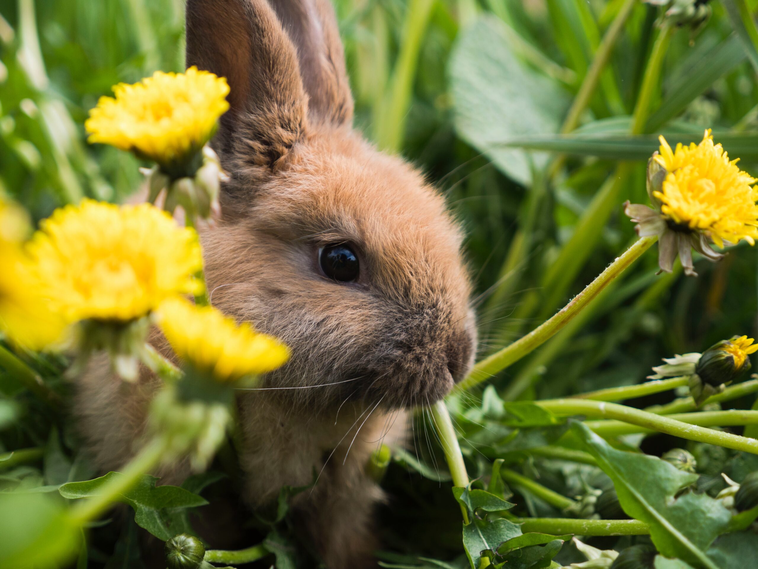 konijntje jong in gras met bloemen