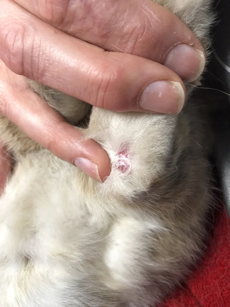 sore hocks pododermatitis bij konijn