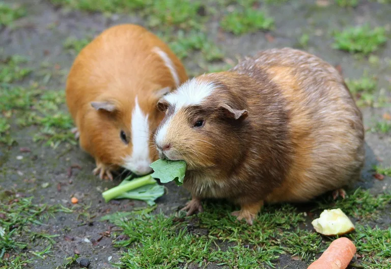 twee cavia's