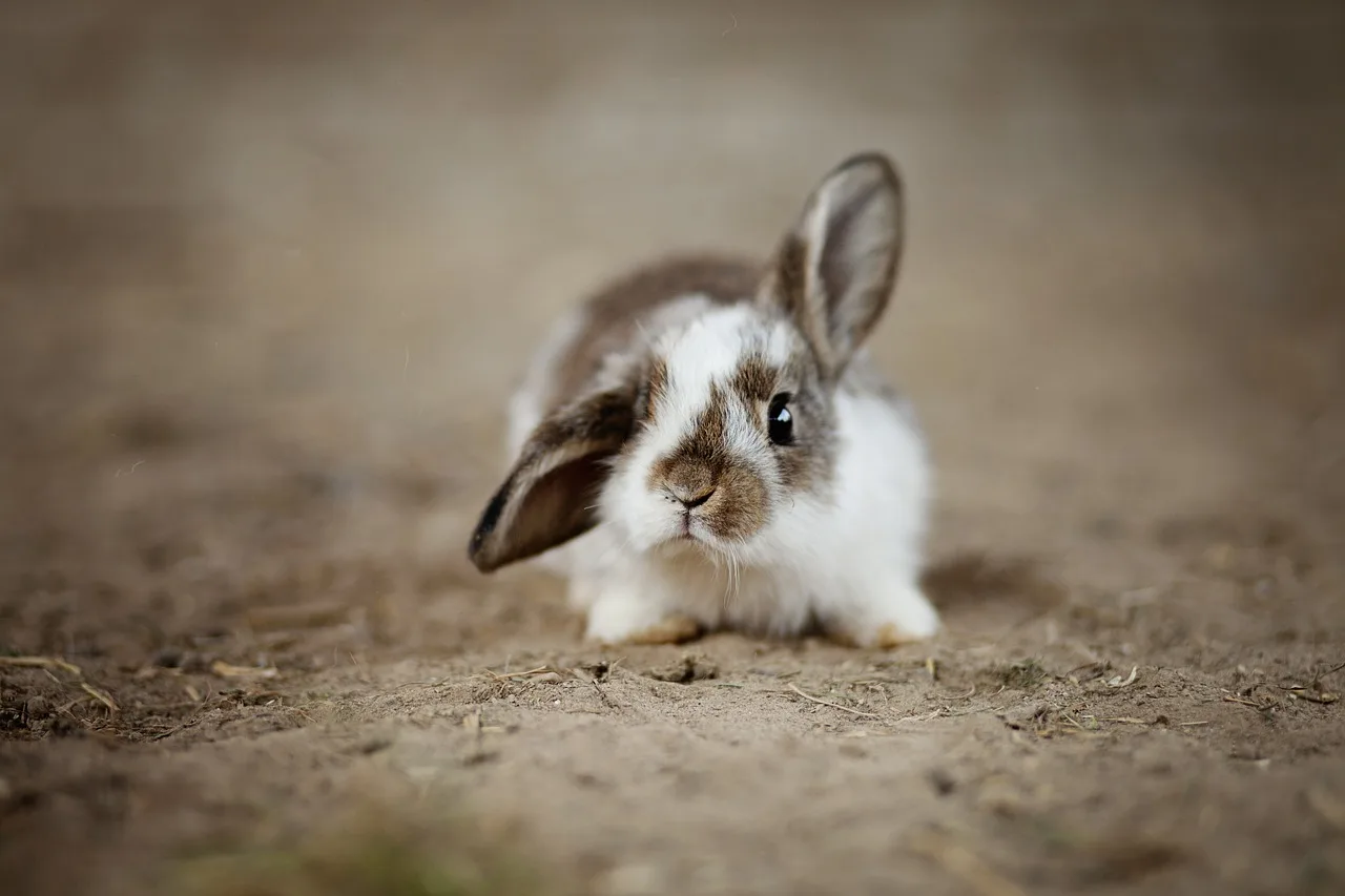 rabbits, ear, rabbit